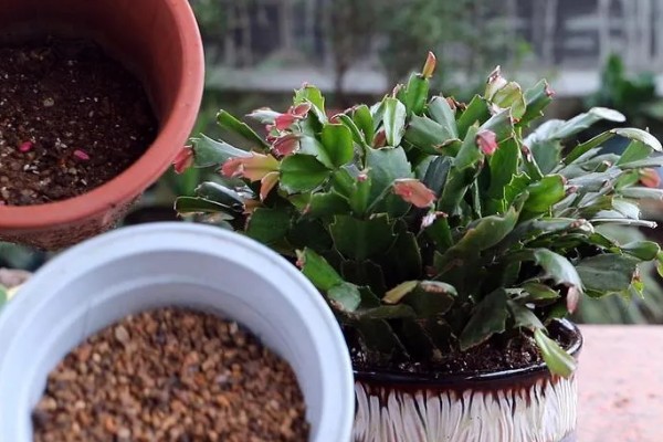 蟹爪兰烂根如何处理,剪除腐烂部位经过消毒后再重栽