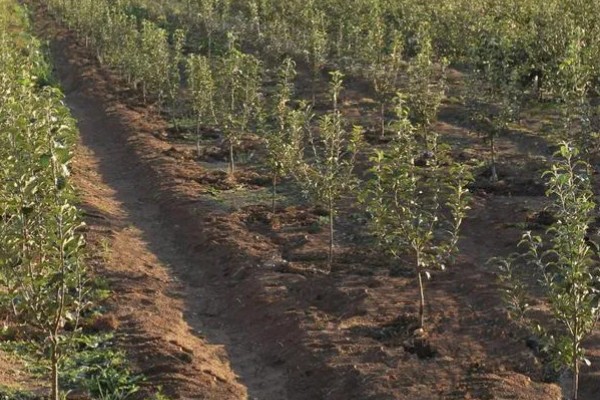 选购优质苹果苗的方法,要掌握以下9个要点