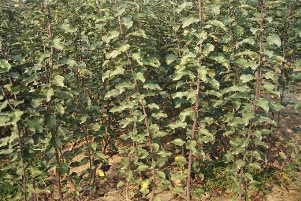 选购优质苹果苗的方法,要掌握以下9个要点