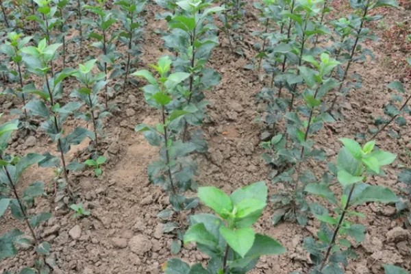 选购优质苹果苗的方法,要掌握以下9个要点