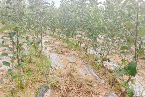 选购优质苹果苗的方法,要掌握以下9个要点