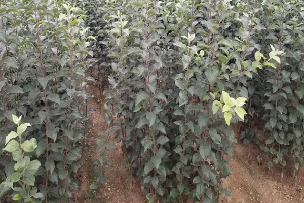 选购优质苹果苗的方法,要掌握以下9个要点