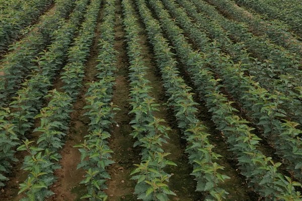 选购优质苹果苗的方法,要掌握以下9个要点