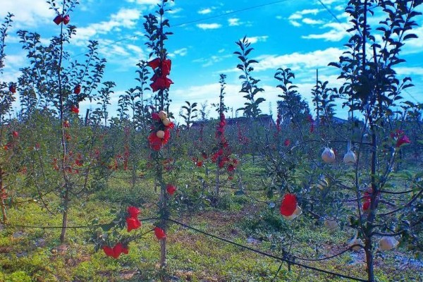 选购优质苹果苗的方法,要掌握以下9个要点