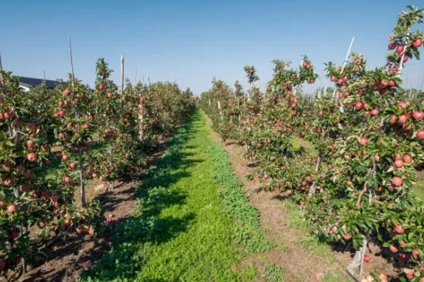 选购优质苹果苗的方法,要掌握以下9个要点