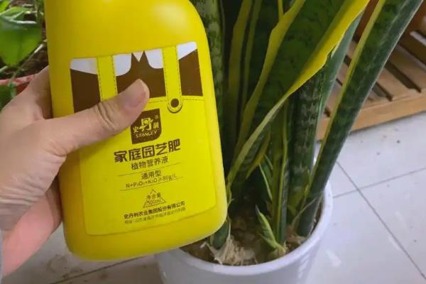 怎么养殖虎皮兰，除夏季以外要多晒光