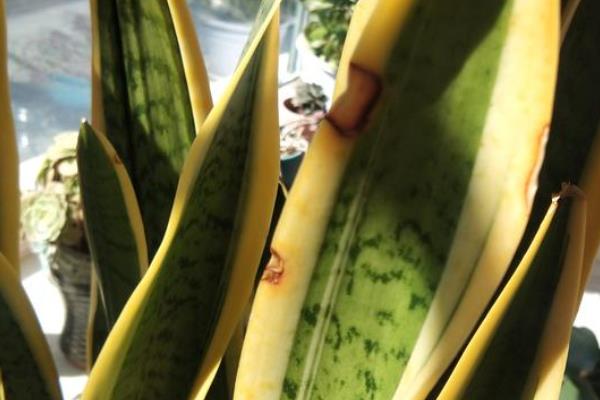 怎么养殖虎皮兰，除夏季以外要多晒光