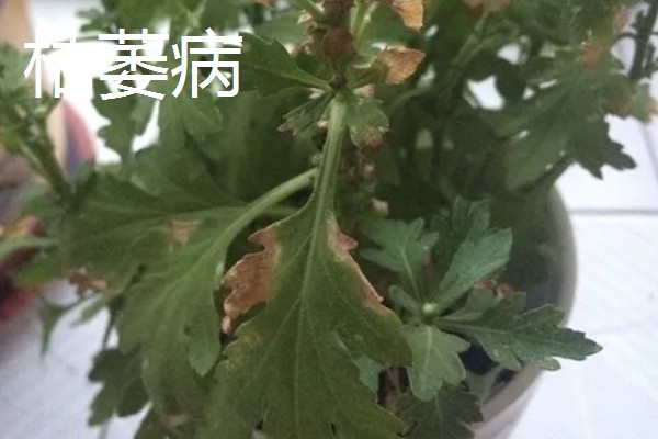 白晶菊的病虫害及防治方法，常见的有叶斑病、锈病等