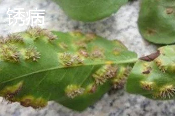白晶菊的病虫害及防治方法，常见的有叶斑病、锈病等
