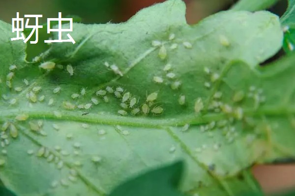 白晶菊的病虫害及防治方法，常见的有叶斑病、锈病等