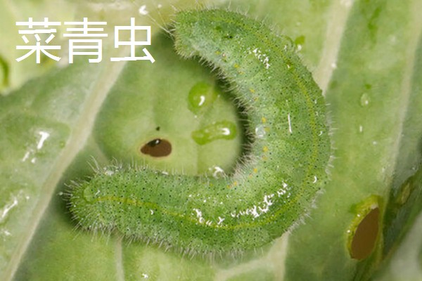 白晶菊的病虫害及防治方法，常见的有叶斑病、锈病等