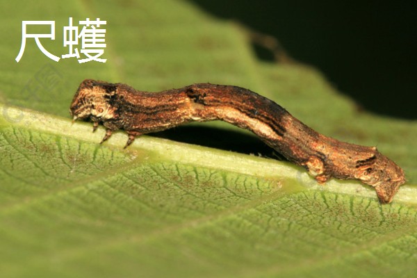 白晶菊的病虫害及防治方法，常见的有叶斑病、锈病等