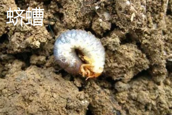 白晶菊的病虫害及防治方法，常见的有叶斑病、锈病等