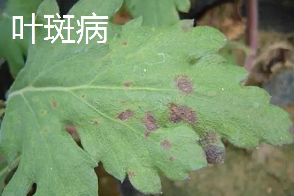 白晶菊的病虫害及防治方法，常见的有叶斑病、锈病等