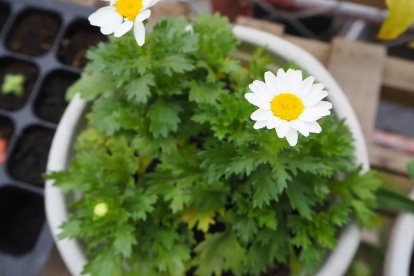 白晶菊的病虫害及防治方法，常见的有叶斑病、锈病等