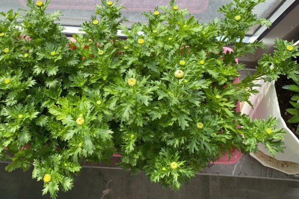 白晶菊的病虫害及防治方法，常见的有叶斑病、锈病等