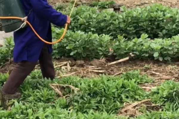 春季怎么管理豌豆,现蕾期喷洒菜壮果蒂灵