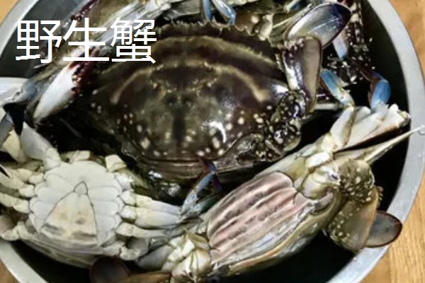 梭子蟹野生和养殖的区别,蟹钳、肚皮、外壳等方面都不同