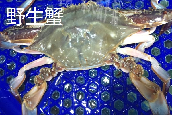梭子蟹野生和养殖的区别,蟹钳、肚皮、外壳等方面都不同