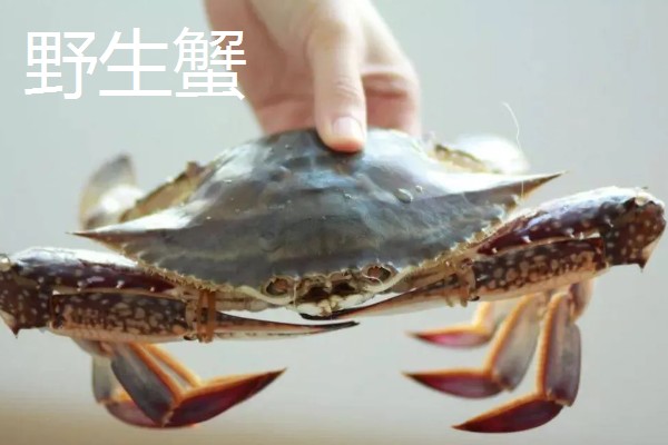 梭子蟹野生和养殖的区别,蟹钳、肚皮、外壳等方面都不同