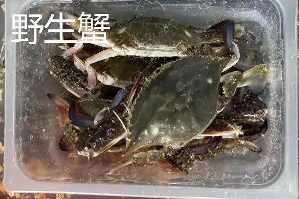 梭子蟹野生和养殖的区别,蟹钳、肚皮、外壳等方面都不同