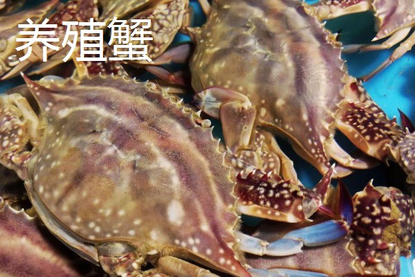 梭子蟹野生和养殖的区别,蟹钳、肚皮、外壳等方面都不同