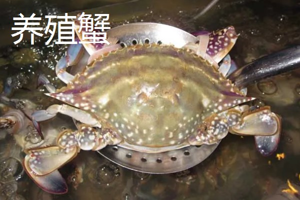 梭子蟹野生和养殖的区别,蟹钳、肚皮、外壳等方面都不同