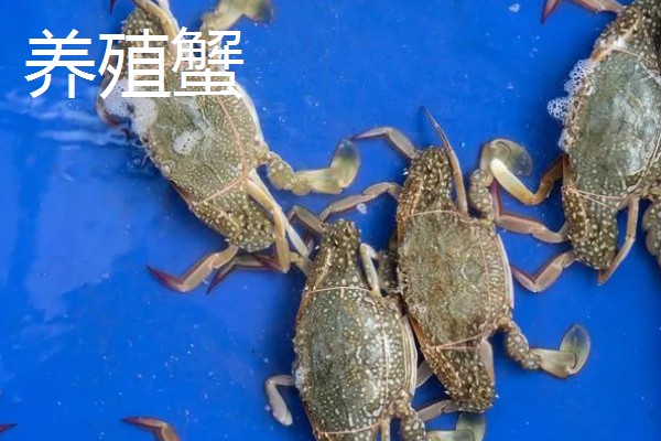 梭子蟹野生和养殖的区别,蟹钳、肚皮、外壳等方面都不同