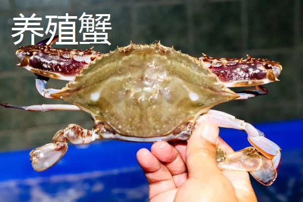 梭子蟹野生和养殖的区别,蟹钳、肚皮、外壳等方面都不同