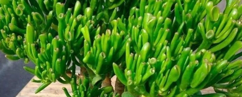 多肉吸财树夏季养护方法，午后要养在有散射光或阴凉处