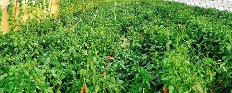 辣椒如何管理，育苗期控制田间的水分、温度等