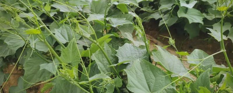 龙须菜是喜阳还是喜阴，是喜阴的