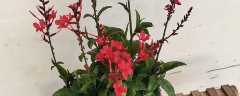 红雪花怎么养殖，喜爱生长在温暖的环境中