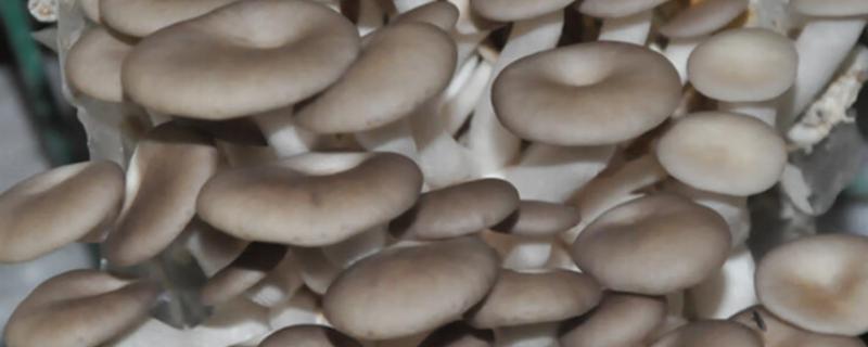 怎么用菌包种植蘑菇，每天早晚各喷一次水