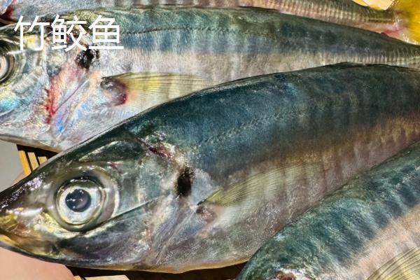 竹鲛鱼和马鲛鱼有什么区别,别称、外形、口感都不同