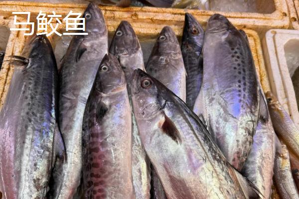 竹鲛鱼和马鲛鱼有什么区别,别称、外形、口感都不同
