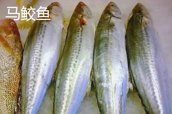 竹鲛鱼和马鲛鱼有什么区别,别称、外形、口感都不同