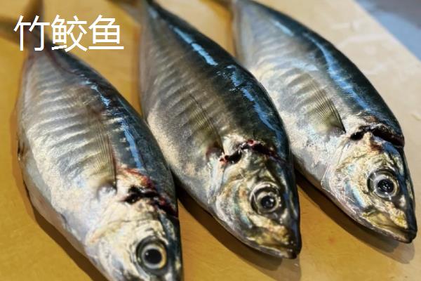 竹鲛鱼和马鲛鱼有什么区别,别称、外形、口感都不同