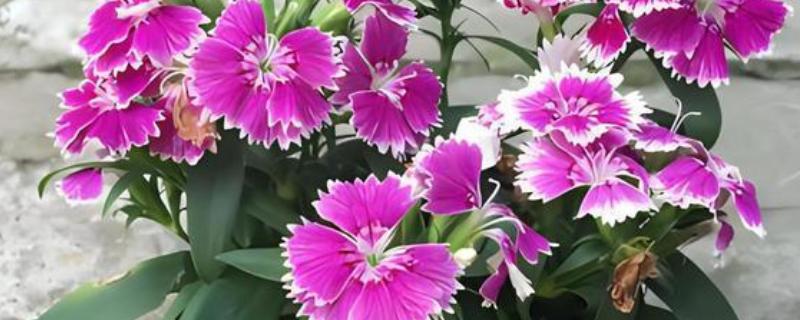 石竹的花期持续时间，4月份开花10月份结束