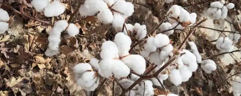 用途广泛的经济作物有哪些，有棉花、花生、甘蔗等