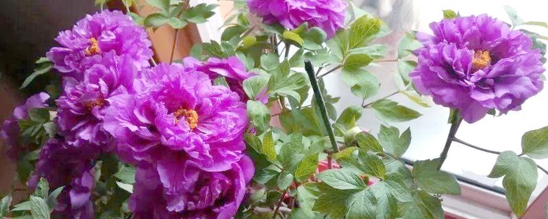 牡丹春天能不能栽活，此时种植容易死亡