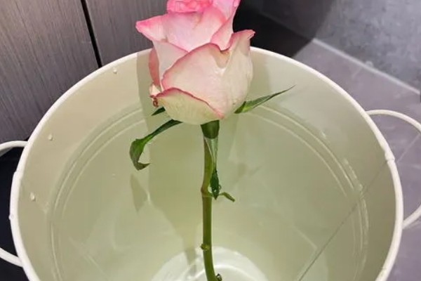 玫瑰花怎么养水里,选择玻璃花瓶作为容器