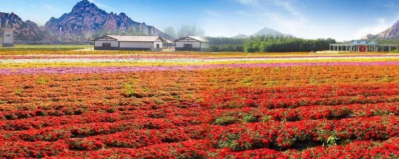 驻马店的郁金香几月份开，3-4月份开花