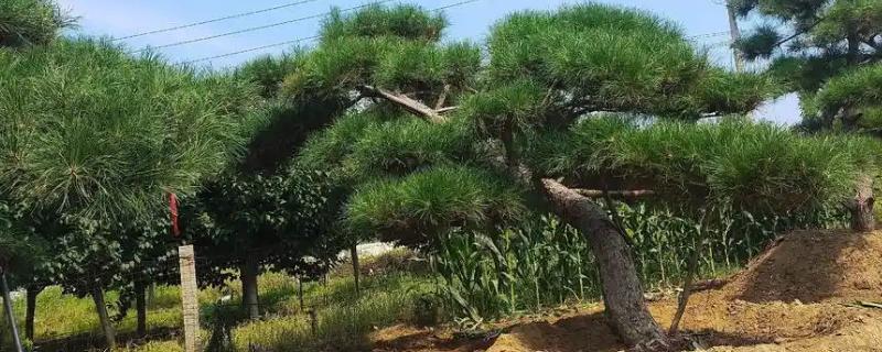 新栽松树不能马上浇水的原因，不利于伤口愈合