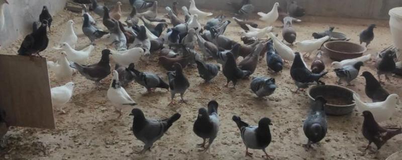 鸽子如何养殖，需要每天喂食两次