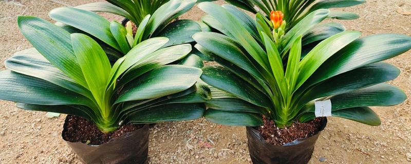 养好君子兰的方法，浇水要遵循见干见湿的原则