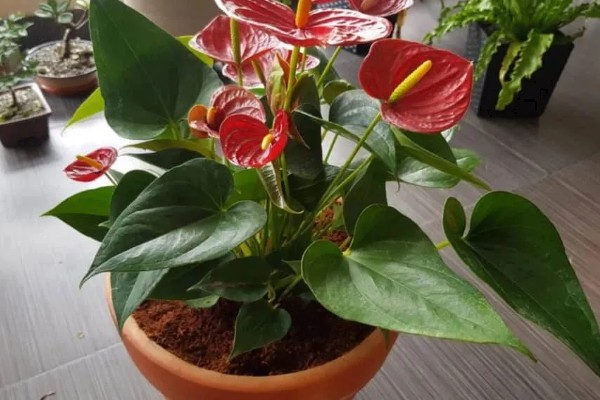 红掌花的特征，株高约30厘米左右