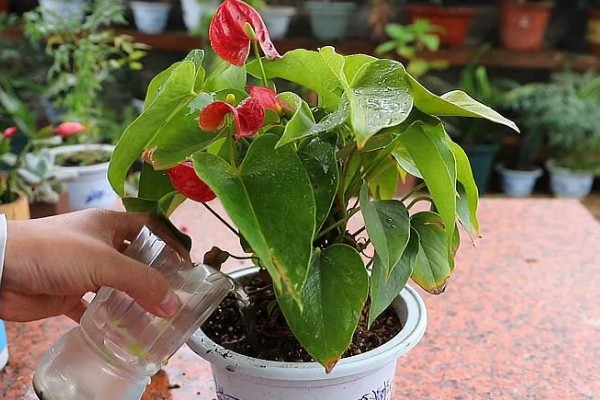 红掌花的特征，株高约30厘米左右