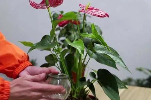 红掌花的特征，株高约30厘米左右