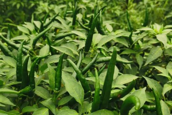 辣椒留根翌年能不能种植，属于一年生植物需要播种